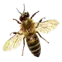 honey-bee-icon