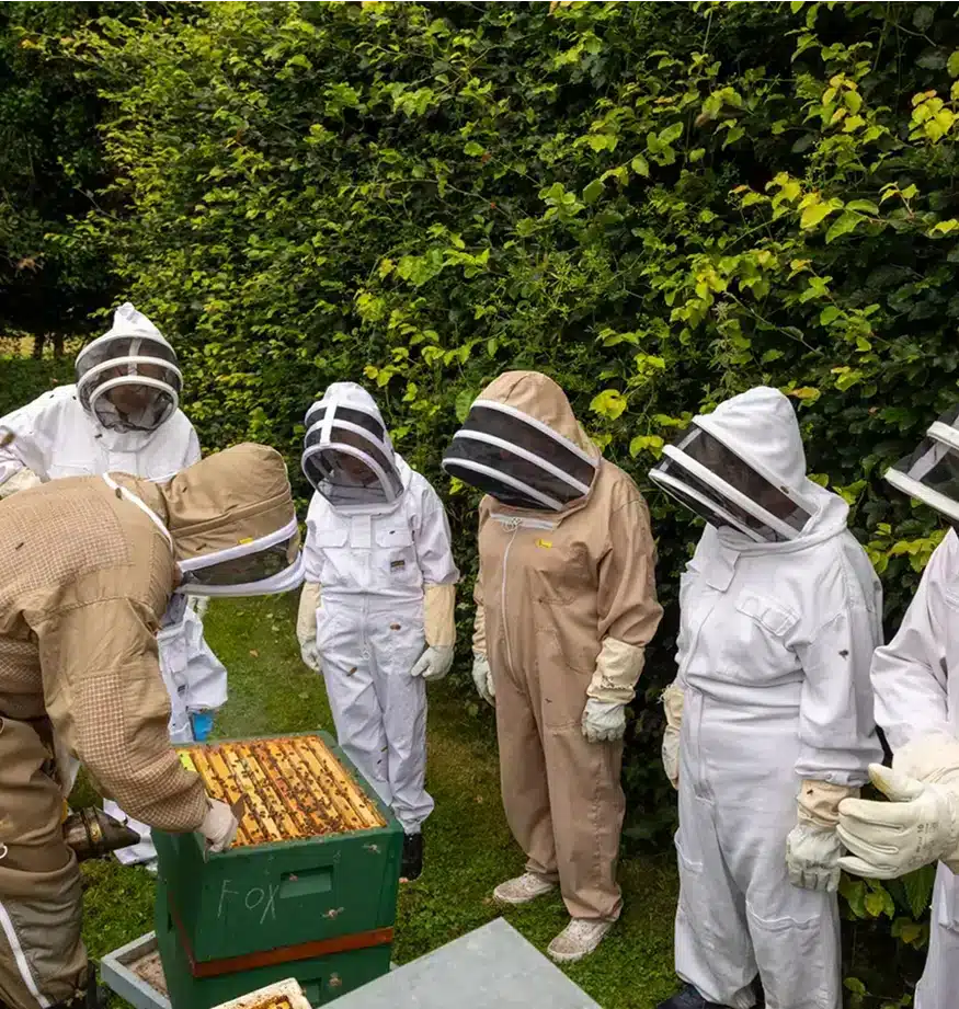 A group of people in protective beekeeping suits stand around a beekeeper inspecting a beehive frame outside, near a tall green hedge.