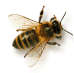 honey-bee