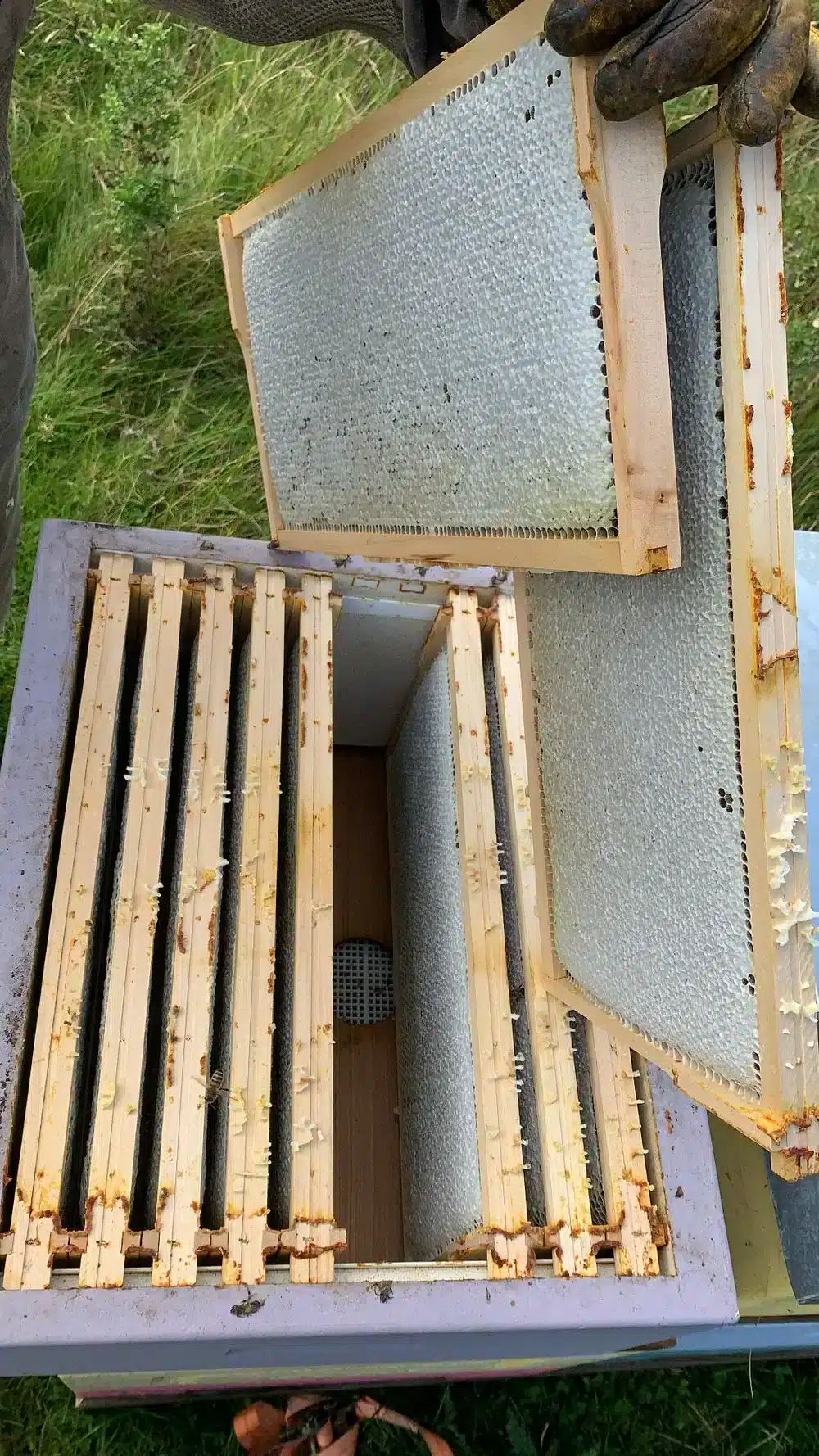 A person lifts a honey-filled frame from a beehive outdoors, source of the heather honey featured in our subscription: receive 2 jars every 3 months.