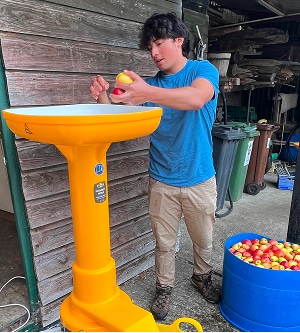 A person in a blue shirt and beige pants places apples into a large yellow washing or processing machine, standing next to a bin full of apples outside a rustic wooden building.