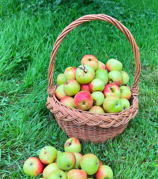 A woven basket filled with green and red apples sits on green grass, with several apples scattered on the ground nearby.
