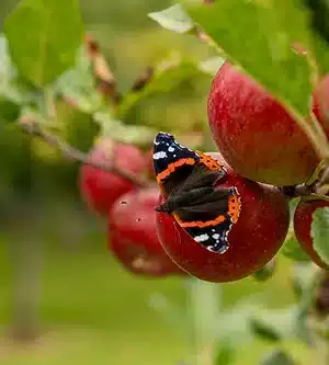 A black and orange butterfly rests on a red apple growing on a leafy tree branch, with several other apples and blurred greenery in the background.