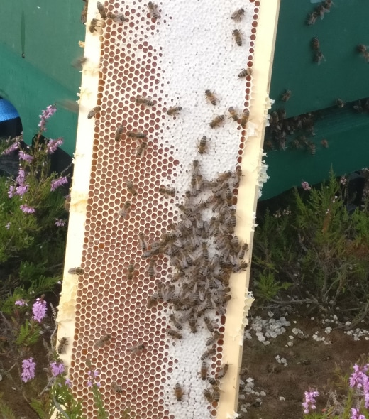 A close-up of a honeycomb frame covered with bees, showing capped honey cells and some uncapped areas, being held outdoors near green plants and purple flowers.