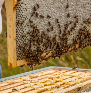 A person holds a wooden frame from a beehive covered with honeybees and honeycomb. The hive box below has scattered beeswax pieces and a few bees. Grass is visible in the background.
