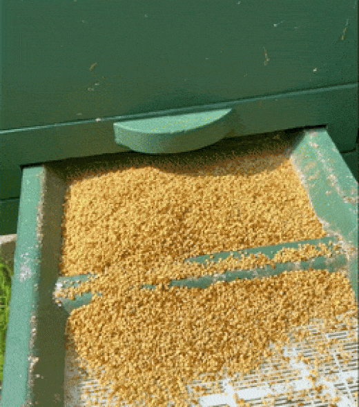 A tray covered with yellow pollen sits under a green beehive box, collecting fallen pollen grains that pass through a mesh screen. Sunlight highlights the quantity of pollen gathered on the tray.