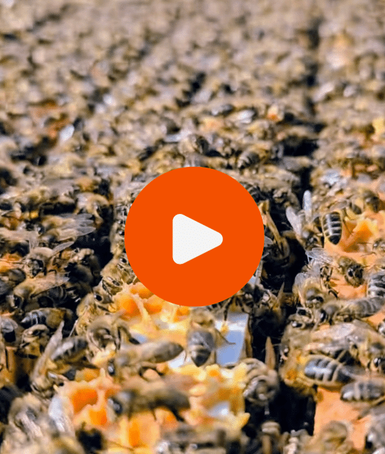 a colse up of the bees working in Killruddery